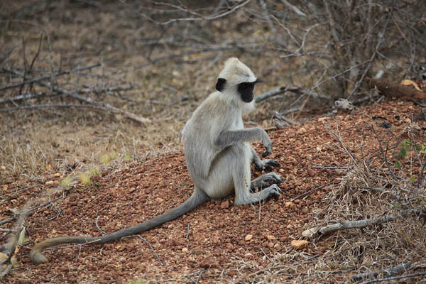 Grey Langur